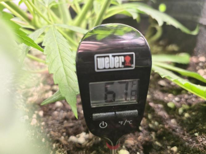 Winter Grow Projects 25-26. Week 8 - Soil Temp