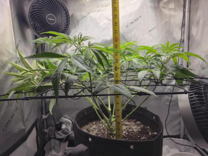 Winter Grow Projects 25-26. Week 8 - Height