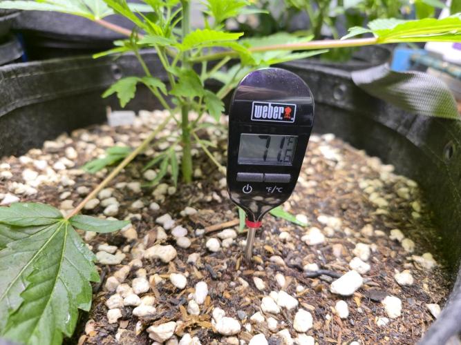 Greenhouse Grows. Week 8 - Soil temp