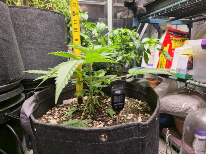 Greenhouse Grows. Week 8 - Height