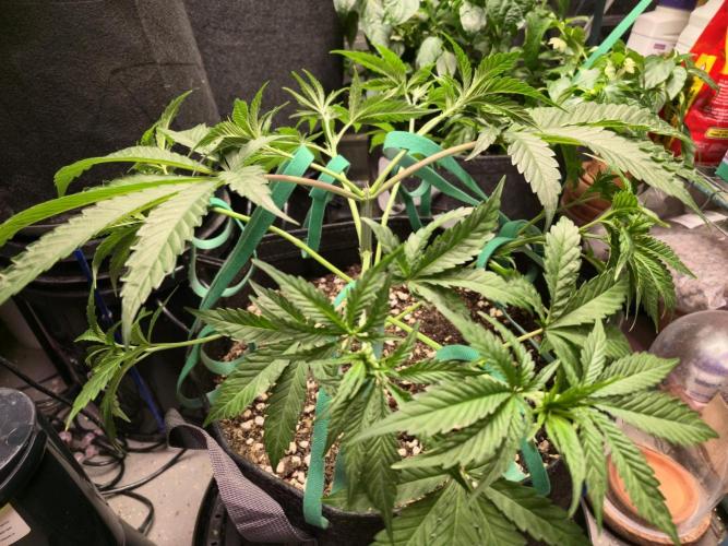 Greenhouse Grows. Week 9 - LST