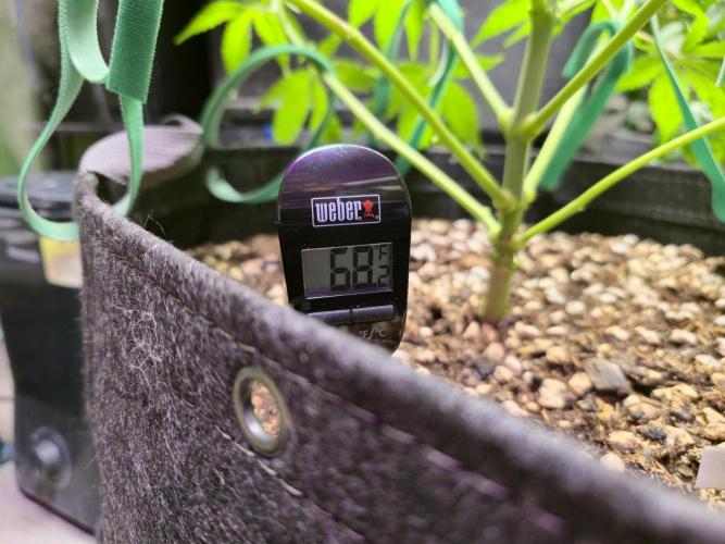 Greenhouse Grows. Week 9 - Soil Temp