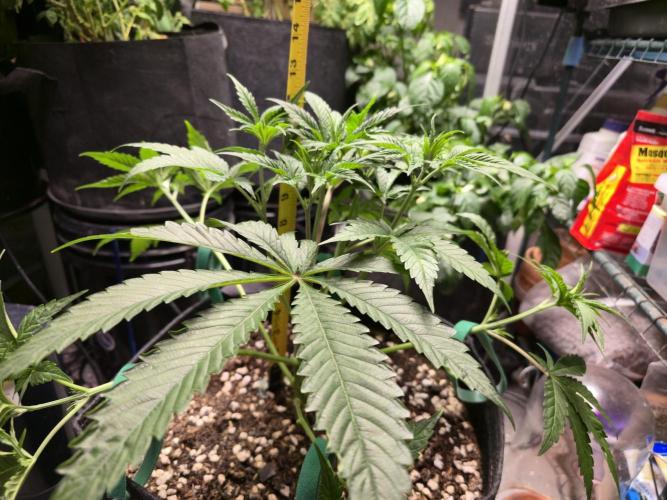 Greenhouse Grows. Week 9 - Height