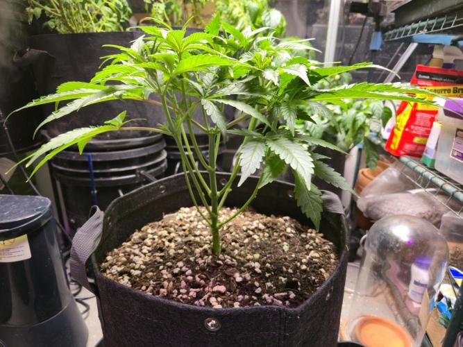 Greenhouse Grows. Week 9 - Defoliation