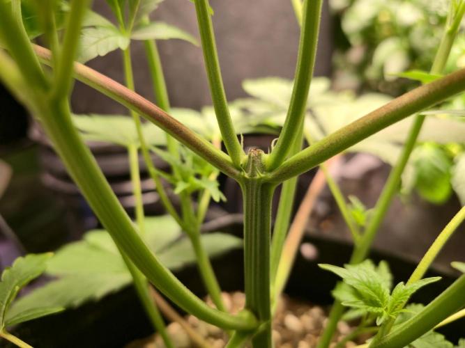 Greenhouse Grows. Week 9 - Start of flower wispies!