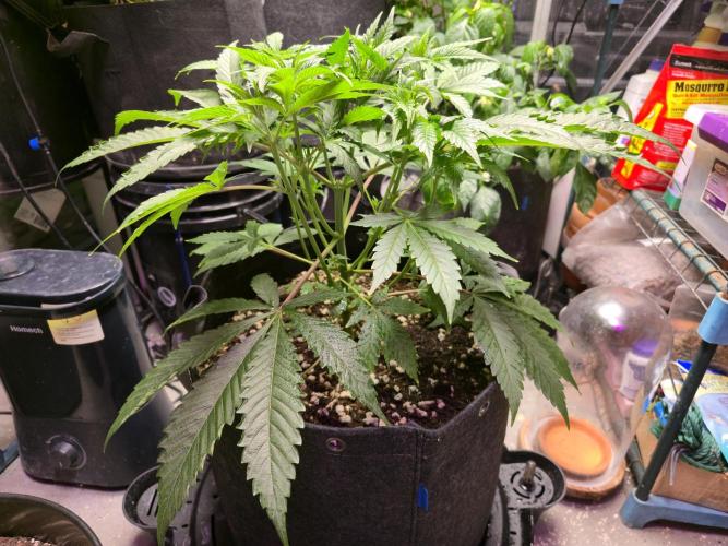 Greenhouse Grows. Week 9 - Pre-defoliation