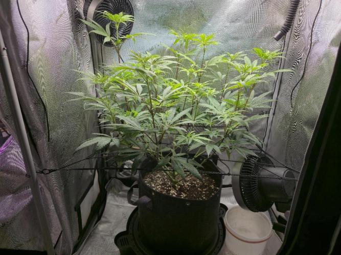 Winter Grow Projects 25-26. Week 9