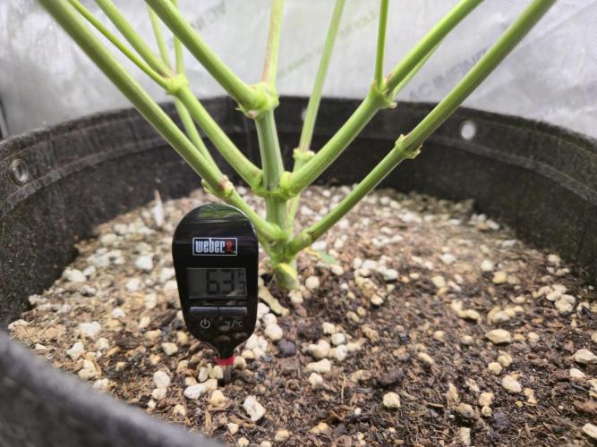 Winter Grow Projects 25-26. Week 9