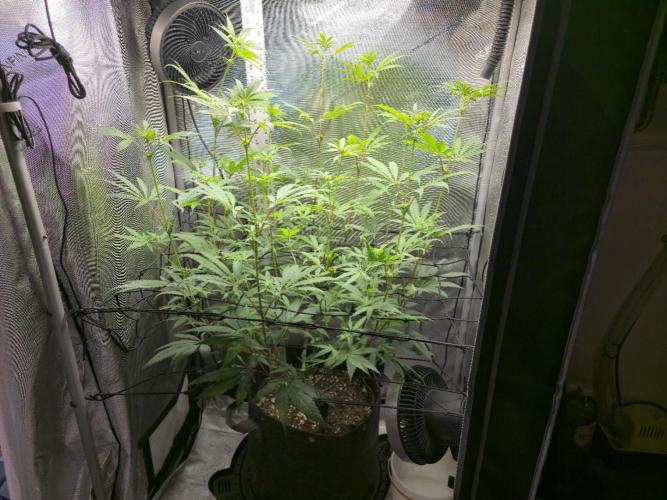 Winter Grow Projects 25-26. Week 10