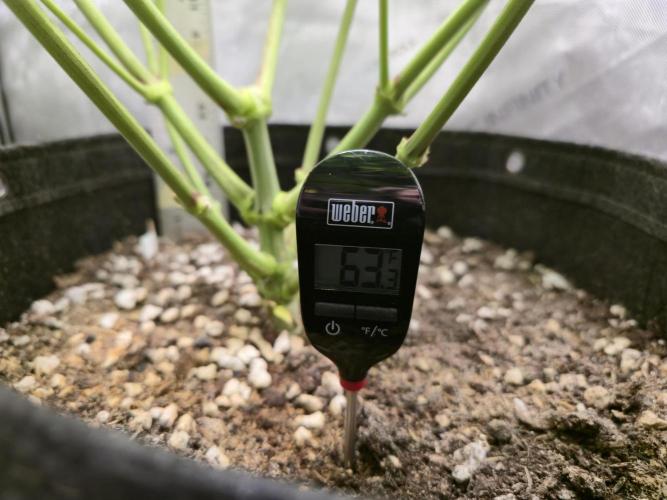 Winter Grow Projects 25-26. Week 10