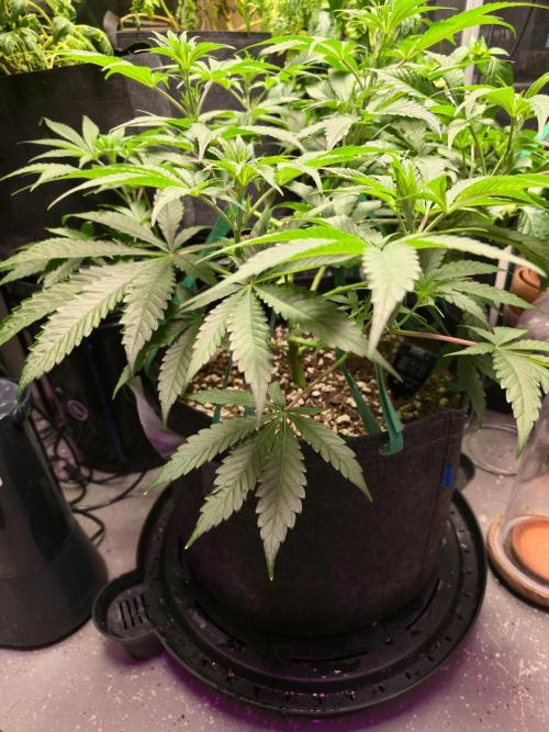 Greenhouse Grows. Week 10