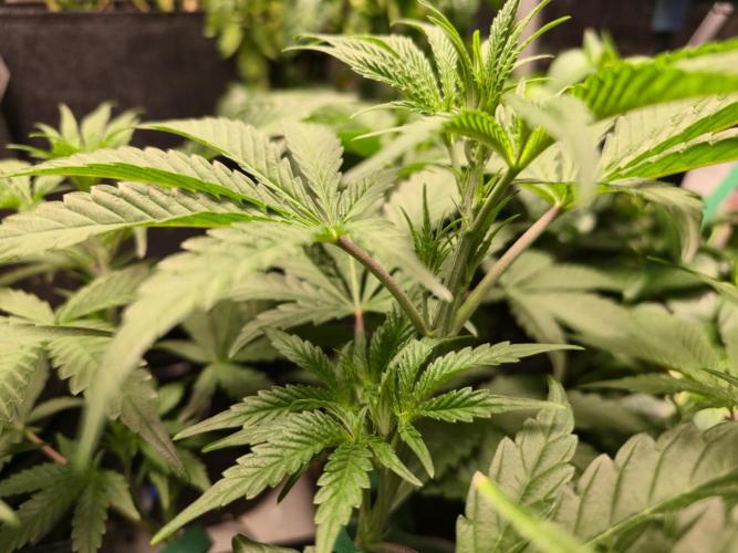 Greenhouse Grows. Week 10