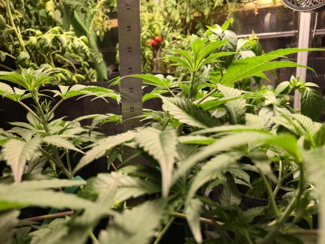 Greenhouse Grows. Week 10