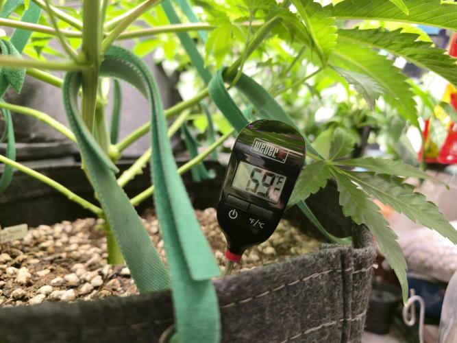 Greenhouse Grows. Week 10