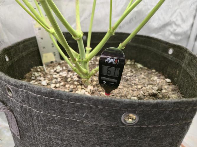 Winter Grow Projects 25-26. Week 11