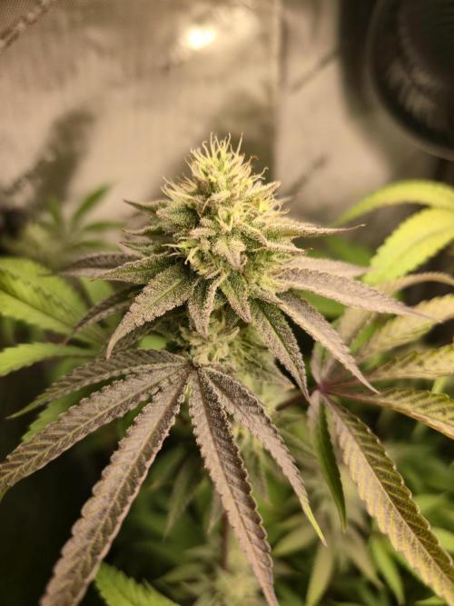 Winter Grow Projects 25-26. Week 12