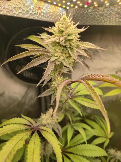 Winter Grow Projects 25-26. Week 12