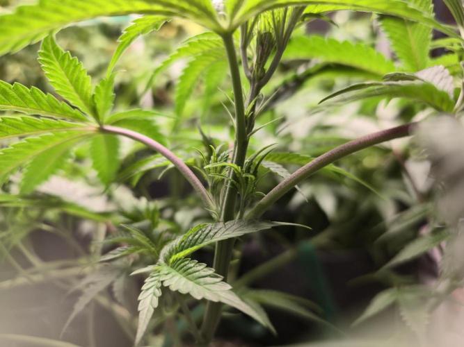 Greenhouse Grows. Week 11