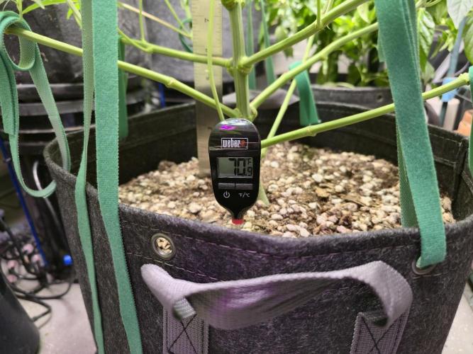 Greenhouse Grows. Week 11