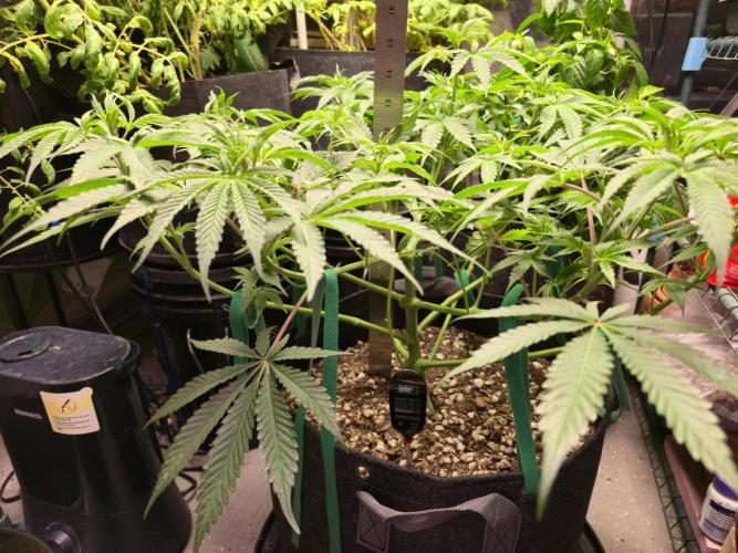 Greenhouse Grows. Week 11