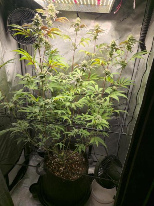 Winter Grow Projects 25-26. Week 13