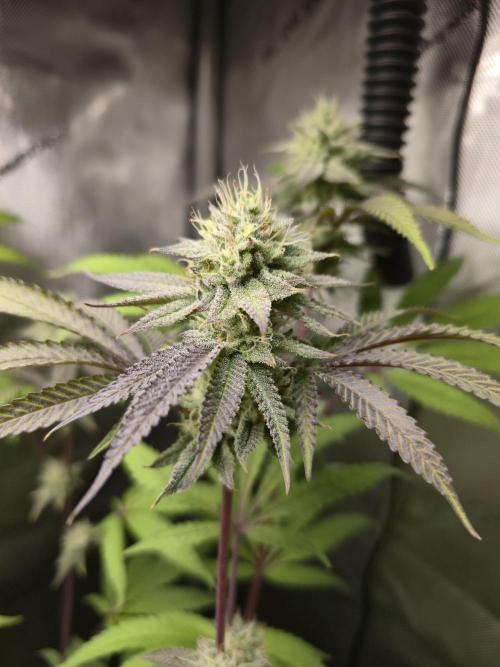 Winter Grow Projects 25-26. Week 13