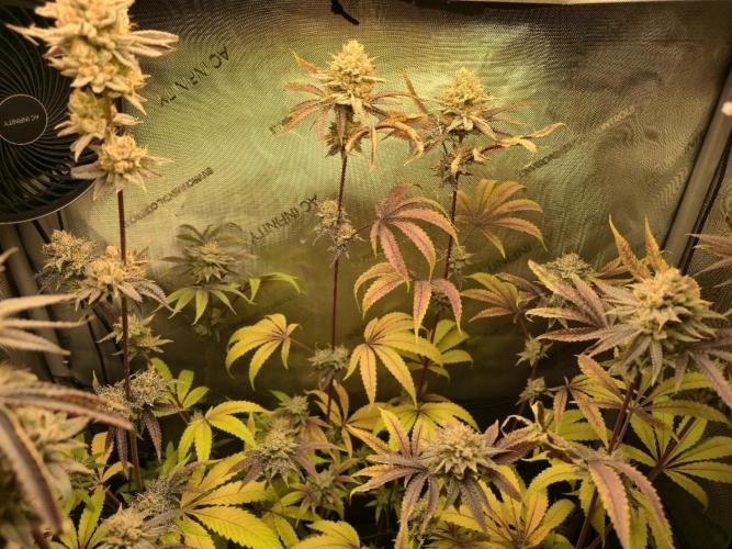 Winter Grow Projects 25-26. Week 14