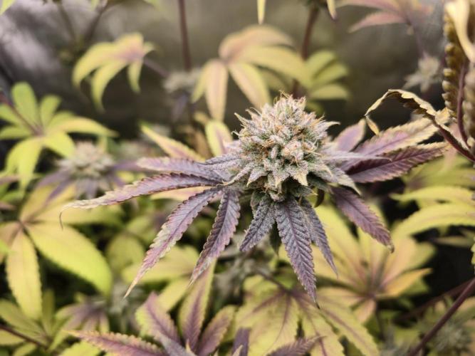 Winter Grow Projects 25-26. Week 14