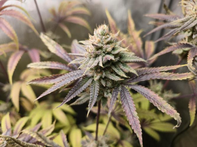 Winter Grow Projects 25-26. Week 14