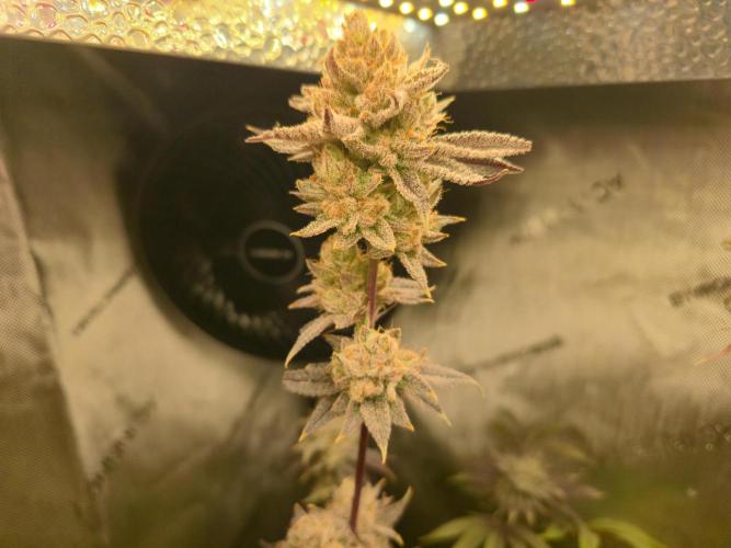 Winter Grow Projects 25-26. Week 14