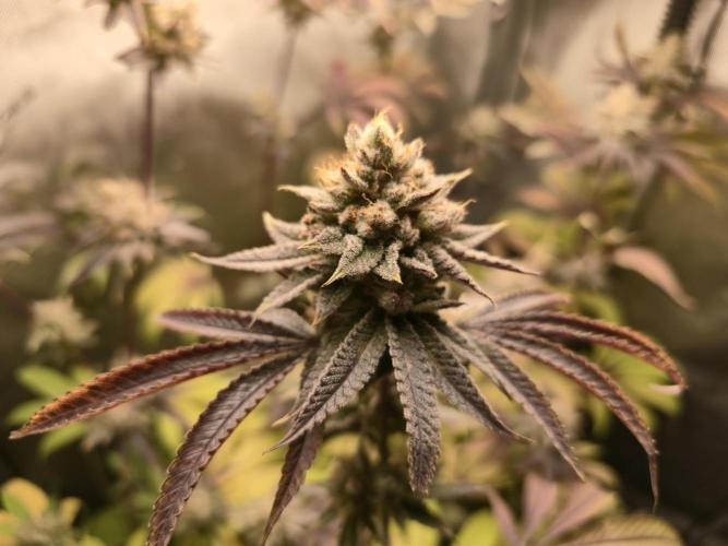 Winter Grow Projects 25-26. Week 14