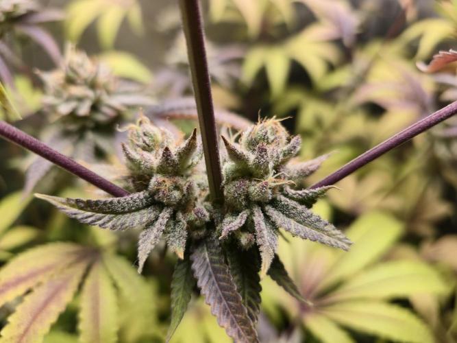 Winter Grow Projects 25-26. Week 14