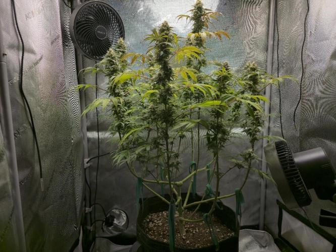 Greenhouse Grows. Week 21