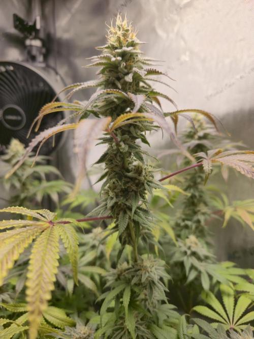 Greenhouse Grows. Week 21