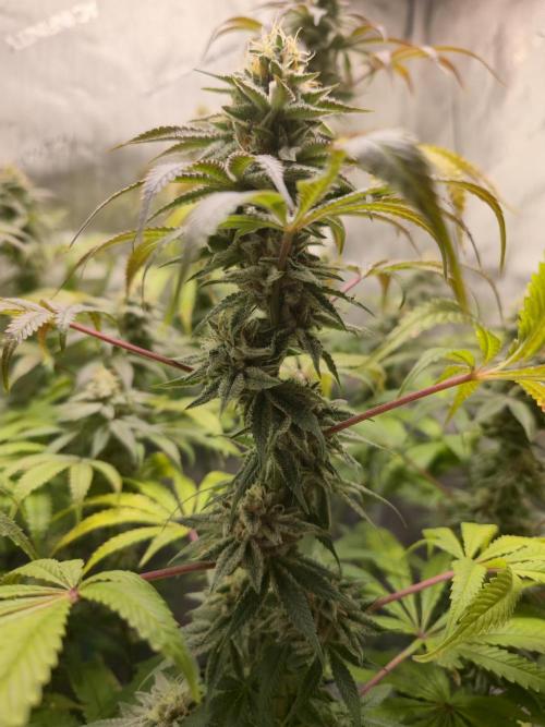 Greenhouse Grows. Week 21