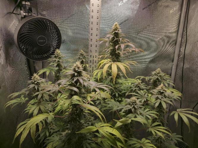 Greenhouse Grows. Week 21