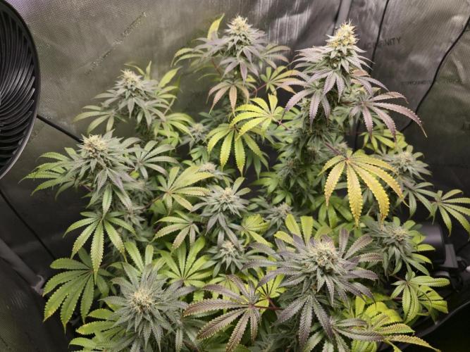 Greenhouse Grows. Week 21
