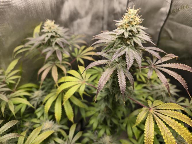 Greenhouse Grows. Week 21