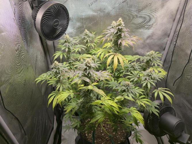 Greenhouse Grows. Week 21