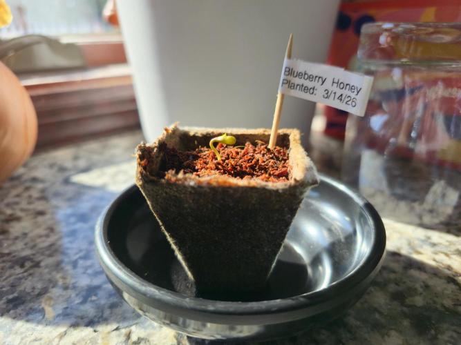 Blueberry Honey. Week 0 - Planted on 3/14 and germinated by 3/18/26