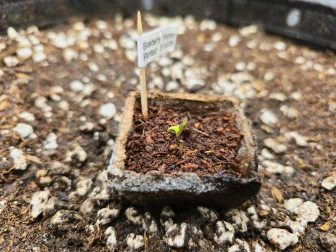 Blueberry Honey. Week 0 - Placed under a grow light in the tent
