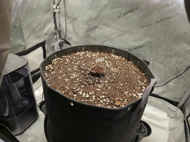 Blueberry Honey. Week 0 - Seated the pot inside it's forever home. I'll cut the pot when it's ready.