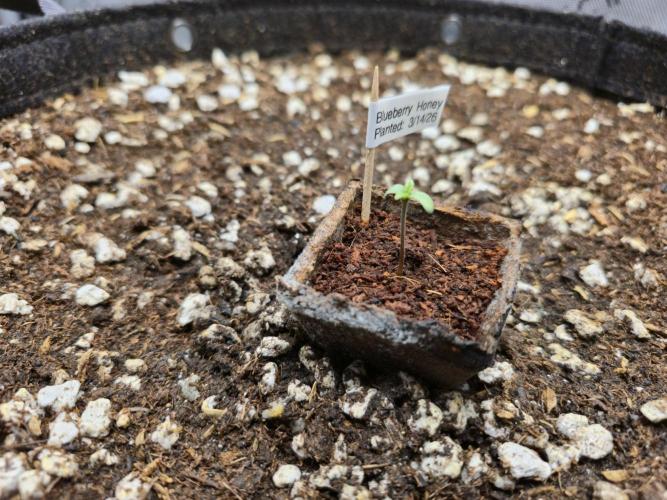 Blueberry Honey. Week 1 - 3-23-26