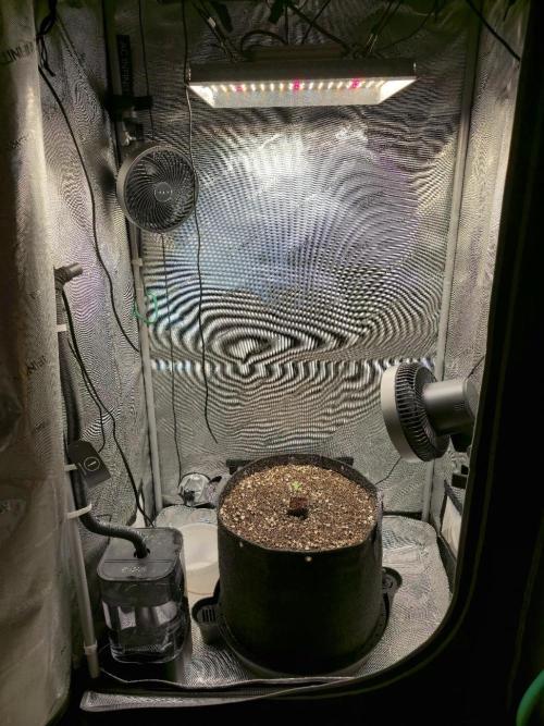 Blueberry Honey. Week 1 - Overall setup