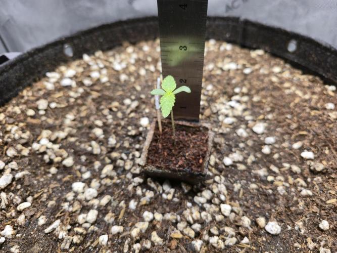 Blueberry Honey. Week 1