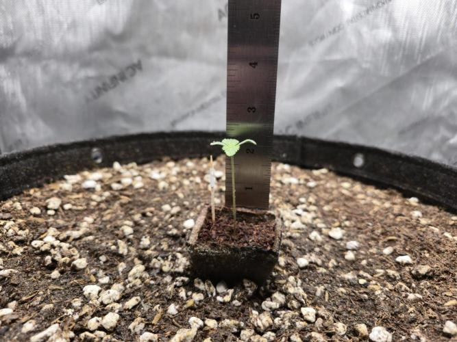 Blueberry Honey. Week 1 - Height