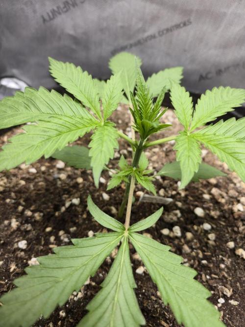 Blueberry Honey. Week 3