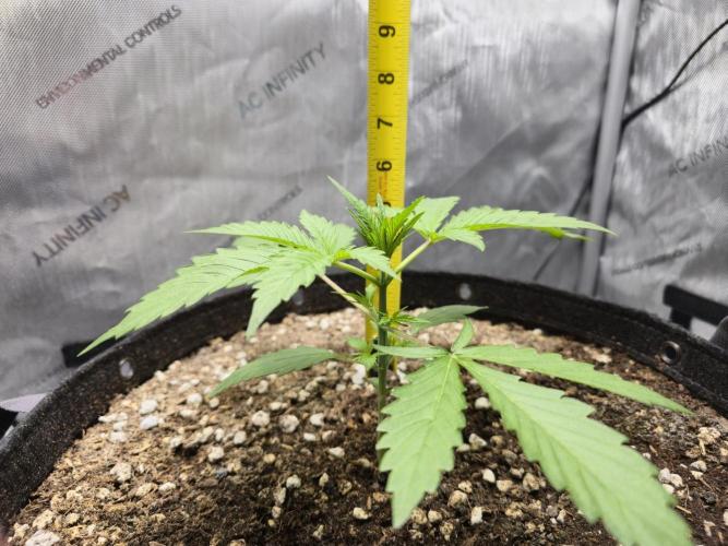 Blueberry Honey. Week 3