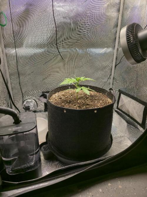 Blueberry Honey. Week 3