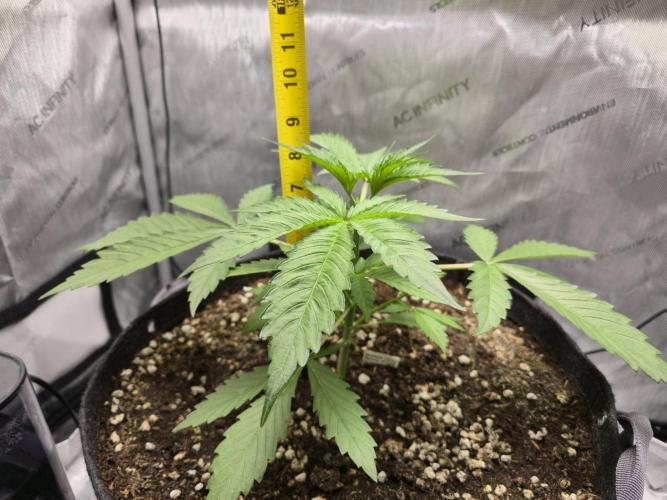 Blueberry Honey. Week 4 - Height